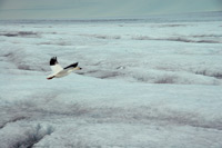 snowgoose in greenland