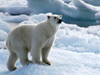 The Arctic: Find out more, click here